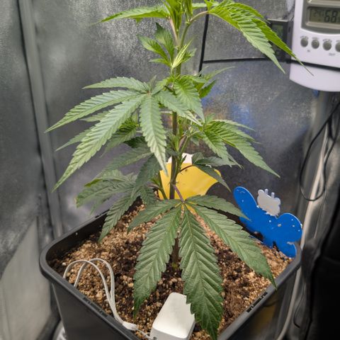 Super Buff Cherry #26 growlog photo: Symtome evtl. Überwassert, Hitze-, Windstress, Nährstoffe ? 