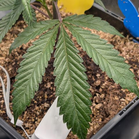 Super Buff Cherry #26 growlog photo: Symtome evtl. Überwassert, Hitze-, Windstress, Nährstoffe ? 