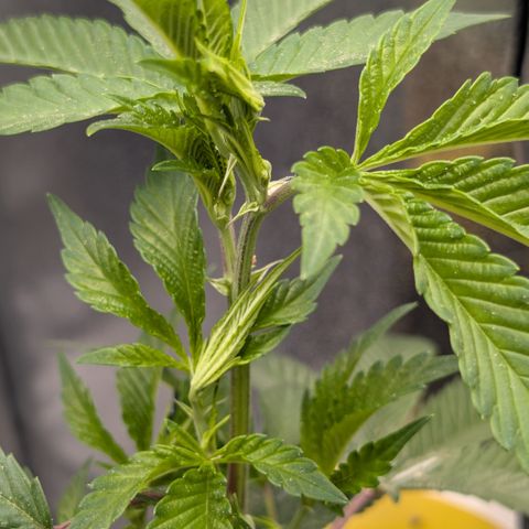 Super Buff Cherry #26 growlog photo: Symtome evtl. Überwassert, Hitze-, Windstress, Nährstoffe ? 