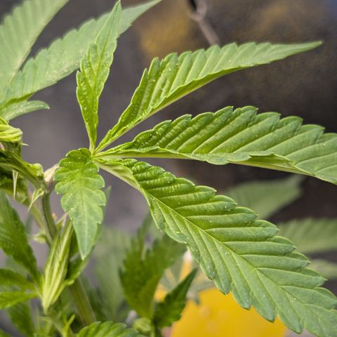 Super Buff Cherry #26 growlog photo: Symtome evtl. Überwassert, Hitze-, Windstress, Nährstoffe ? 
