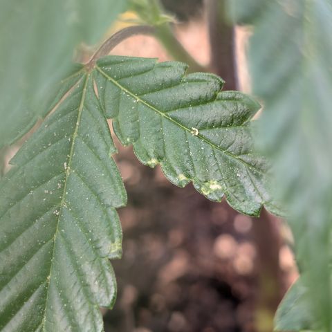 Super Buff Cherry #26 growlog photo: Symtome evtl. Überwassert, Hitze-, Windstress, Nährstoffe ? 