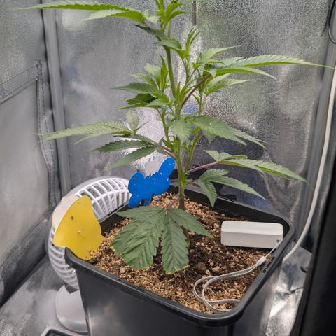 Super Buff Cherry #26 growlog timeline photo