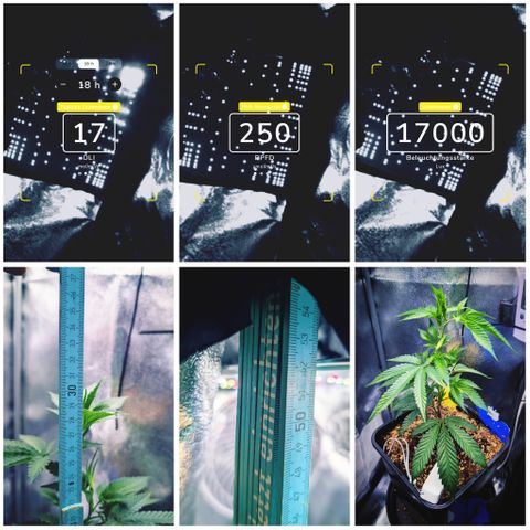 Super Buff Cherry #26 growlog photo: DLI,PPFD,LUX (PhotoneAPP)
Clone size: 30cm
LED->Clone distance: 52cm