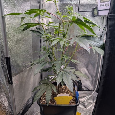 Super Buff Cherry #26 growlog photo: Stecklinge/Clone werden geschnitten🌱✂️👀
