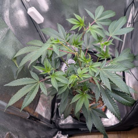 Super Buff Cherry #26 growlog photo: Stecklinge/Clone werden geschnitten🌱✂️👀