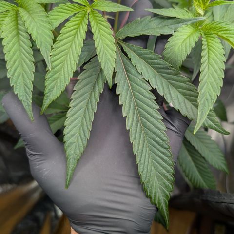 Super Buff Cherry #26 growlog photo: Stecklinge/Clone werden geschnitten🌱✂️👀