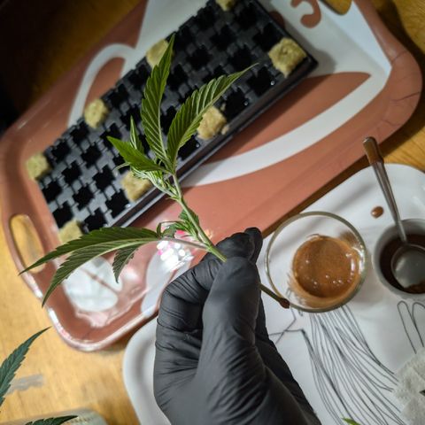 Super Buff Cherry #26 growlog photo: Stecklinge/Clone werden geschnitten🌱✂️👀