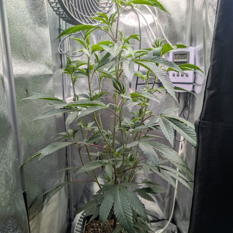 Super Buff Cherry #26 growlog photo: Stecklinge/Clone werden geschnitten🌱✂️👀
