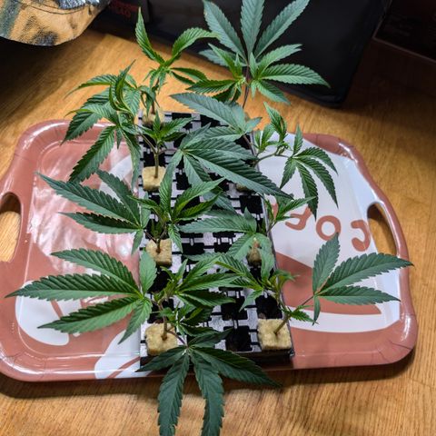 Super Buff Cherry #26 growlog photo: Stecklinge/Clone werden geschnitten🌱✂️👀
