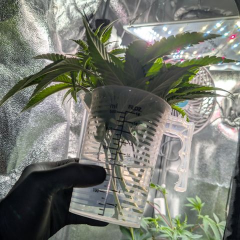 Super Buff Cherry #26 growlog photo: Stecklinge/Clone werden geschnitten🌱✂️👀