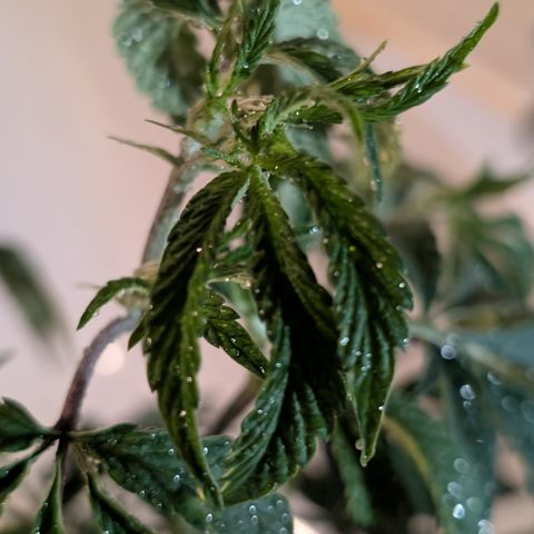 Super Buff Cherry #26 growlog photo: Kompost-Tee gesprüht