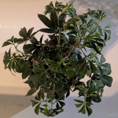 Super Buff Cherry #26 growlog photo: Kompost-Tee gesprüht