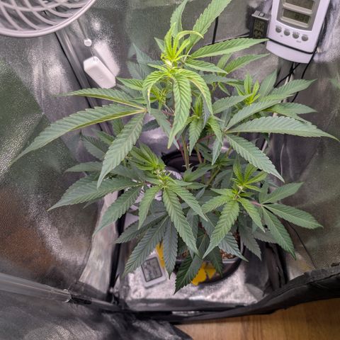 Super Buff Cherry #26 growlog photo: Kompost-Tee gesprüht