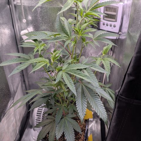 Super Buff Cherry #26 growlog photo: Kompost-Tee gesprüht
