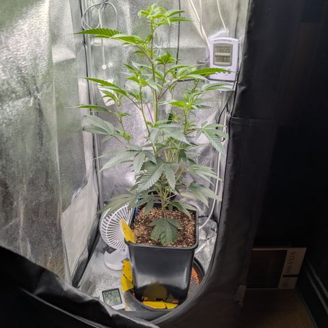 Super Buff Cherry #26 growlog photo: Kompost-Tee gesprüht