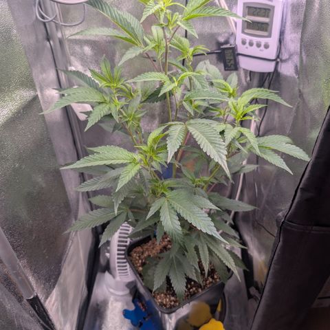 Super Buff Cherry #26 growlog photo: 1 Tag nach der Kompost-Tee Dusche