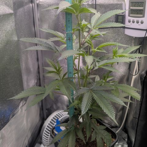 Super Buff Cherry #26 growlog timeline photo