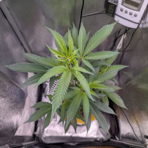 Super Buff Cherry #26 growlog timeline photo
