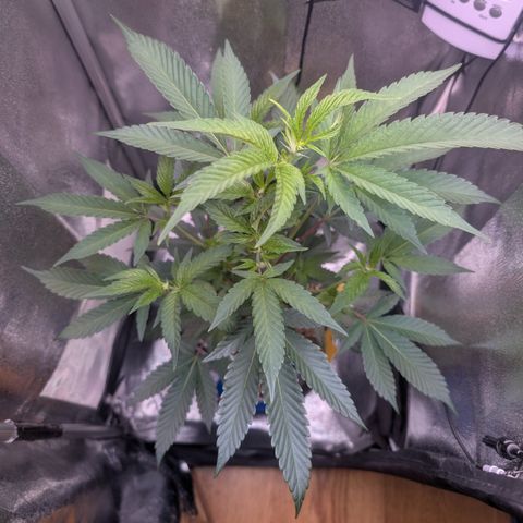 Super Buff Cherry #26 growlog timeline photo