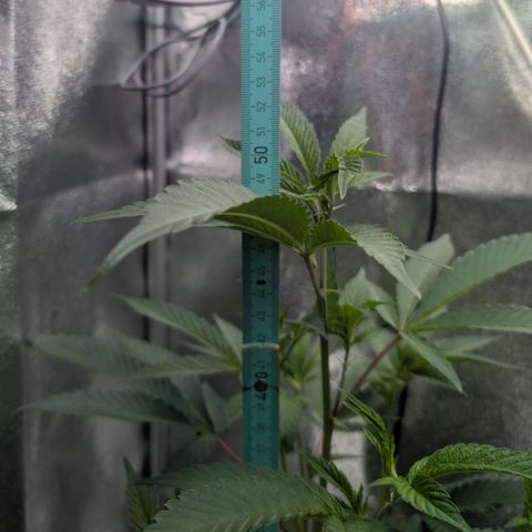 Super Buff Cherry #26 growlog timeline photo