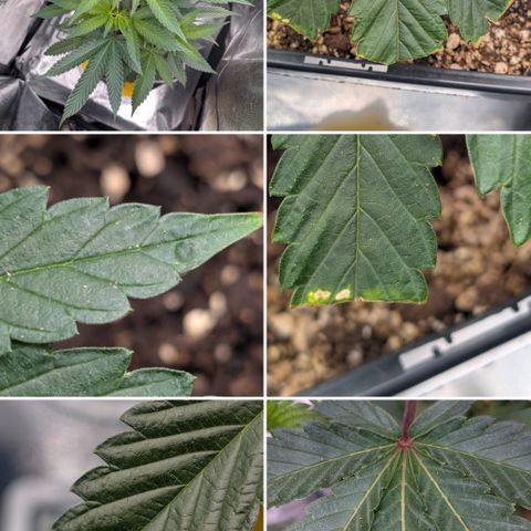 Super Buff Cherry #26 growlog photo: Collage