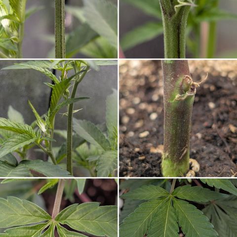 Super Buff Cherry #26 growlog photo: Collage