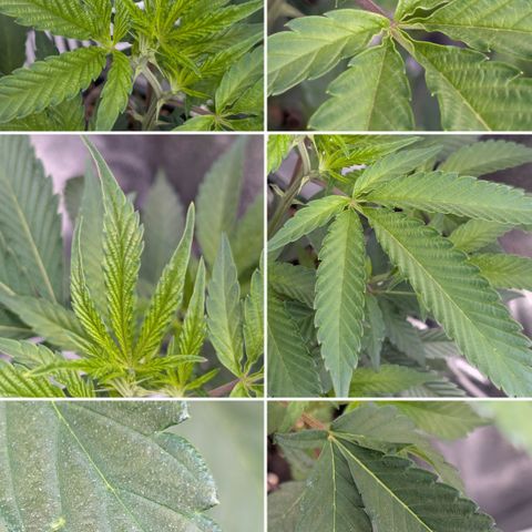 Super Buff Cherry #26 growlog photo: Collage