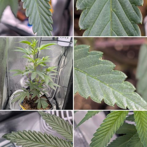 Super Buff Cherry #26 growlog photo: Collage