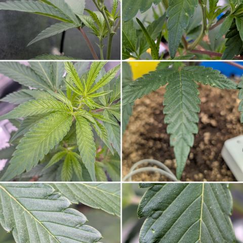 Super Buff Cherry #26 growlog photo: Collage
