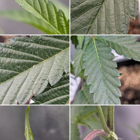 Super Buff Cherry #26 growlog photo: Collage