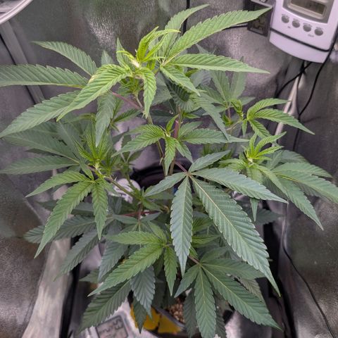 Super Buff Cherry #26 growlog timeline photo