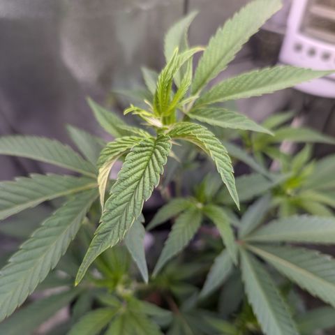Super Buff Cherry #26 growlog timeline photo
