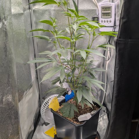 Super Buff Cherry #26 growlog timeline photo