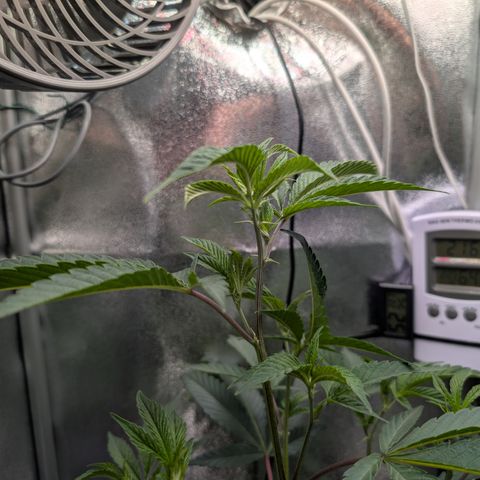 Super Buff Cherry #26 growlog timeline photo