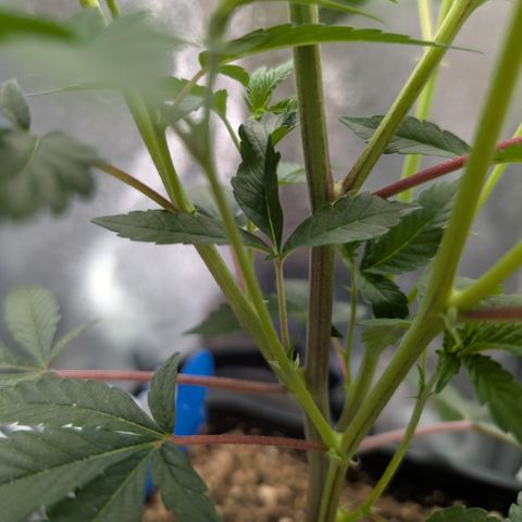 Super Buff Cherry #26 growlog timeline photo