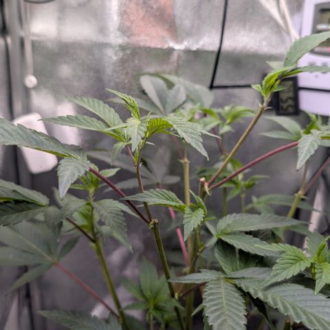 Super Buff Cherry #26 growlog timeline photo