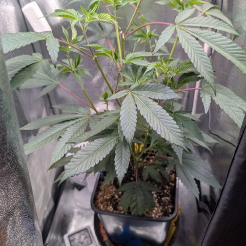 Super Buff Cherry #26 growlog timeline photo
