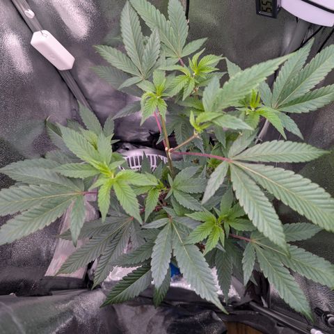 Super Buff Cherry #26 growlog timeline photo