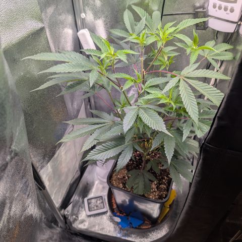 Super Buff Cherry #26 growlog timeline photo
