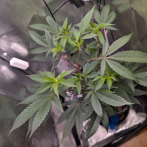 Super Buff Cherry #26 growlog timeline photo