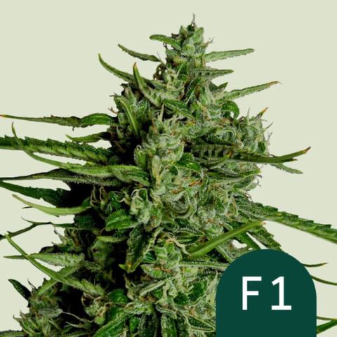 Titan F1 x 3 growlog timeline photo