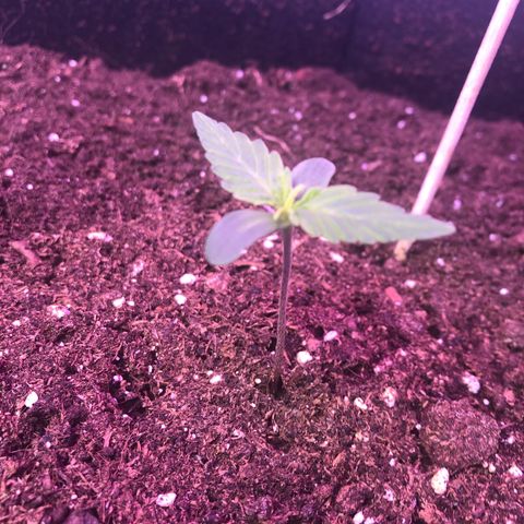 Titan F1 x 3 growlog timeline photo