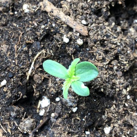 Titan F1 x 3 growlog photo: One of the 3 Plants seems to have an extra advantage of leaves 😂