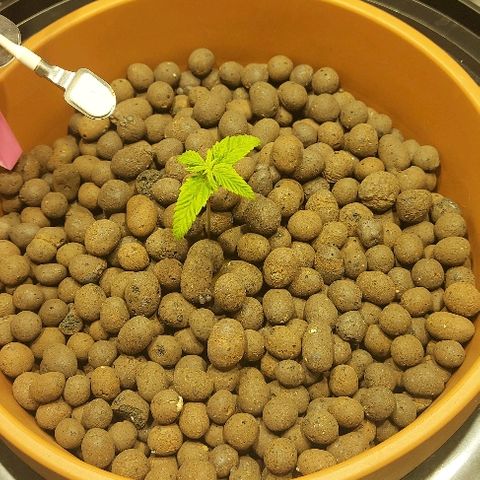 Gorilla Breath growlog timeline photo