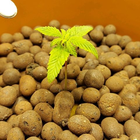 Gorilla Breath growlog timeline photo