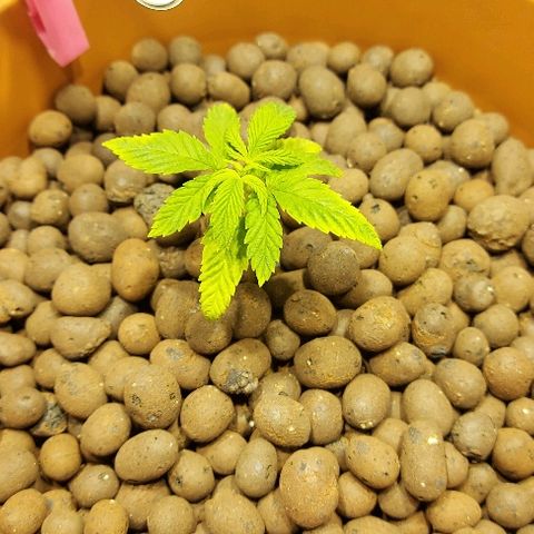 Gorilla Breath growlog timeline photo