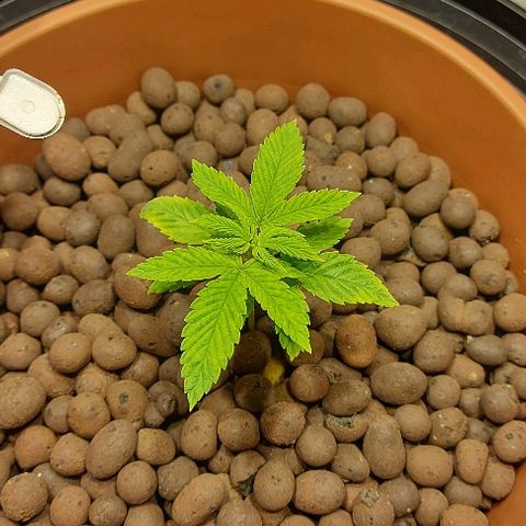 Gorilla Breath growlog timeline photo
