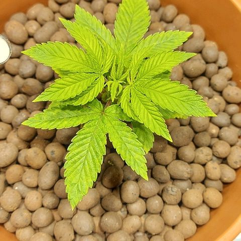 Gorilla Breath growlog timeline photo