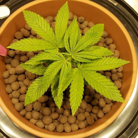 Gorilla Breath growlog timeline photo