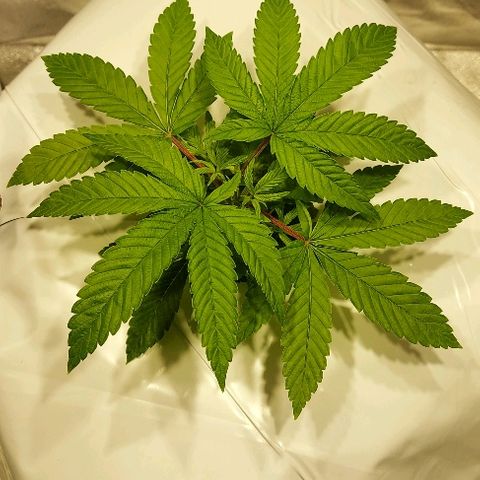 Gorilla Breath growlog timeline photo